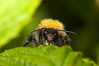 Bumblebee Malware Buzzes Into Cyberattack Fray
